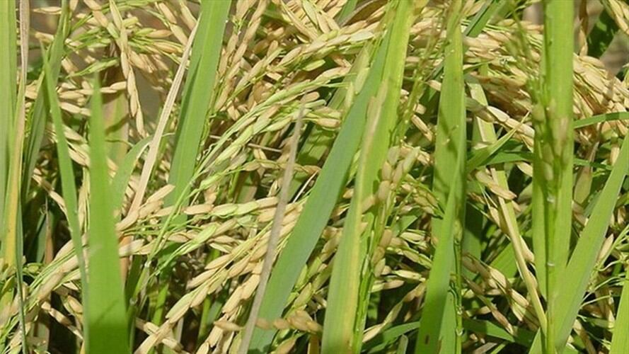 Imagen de referencia. Foto: Getty Images