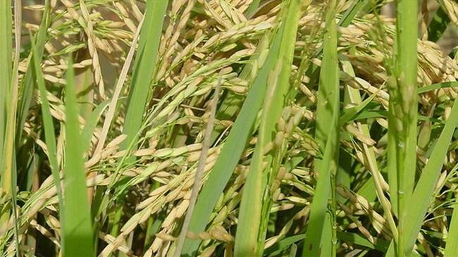 Imagen de referencia. Foto: Getty Images