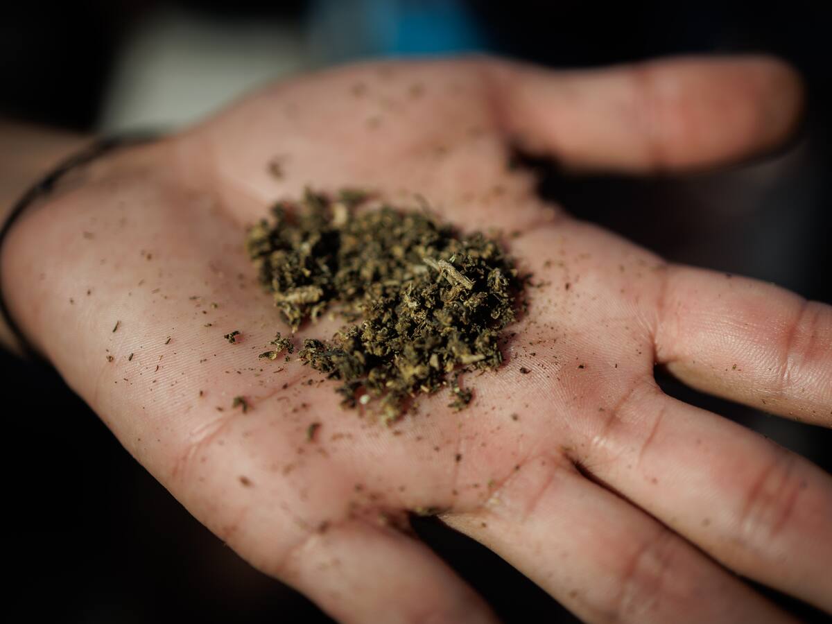 Estado de Maryland anulará 175.000 condenas por consumo de marihuana