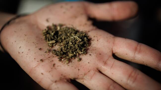 BRA100. SAO PAULO (BRASIL), 16/06/2024.- Una persona muestra marihuana durante la decimosexta edición de la Marcha de la Marihuana este domingo en São Paulo (Brasil). Miles de brasileños participaron este domingo en la tradicional Marcha de la Marihuana en São Paulo, en un momento en que el Parlamento debate una polémica propuesta para endurecer la criminalización de la posesión de cualquier tipo y cantidad de droga ilícita. EFE/ Isaac Fontana