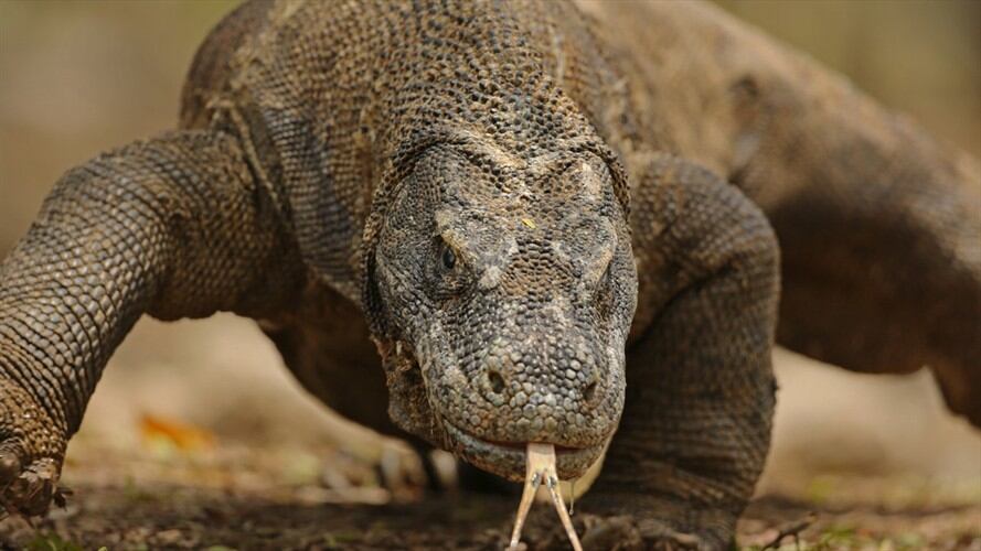 Enorme lagarto espantó a clientes en supermercado de Tailandia. Foto: Getty Images