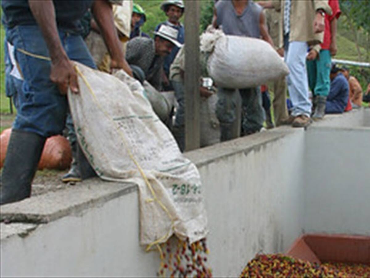 Gremio cafetero insiste en adoptar medidas para aliviar situación crítica del gremio