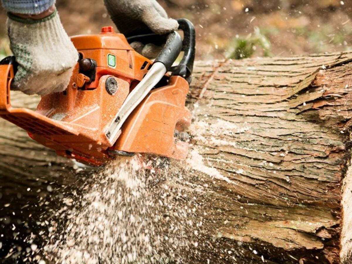 ¿Por qué se están talando los árboles en la Avenida 68 de Bogotá?