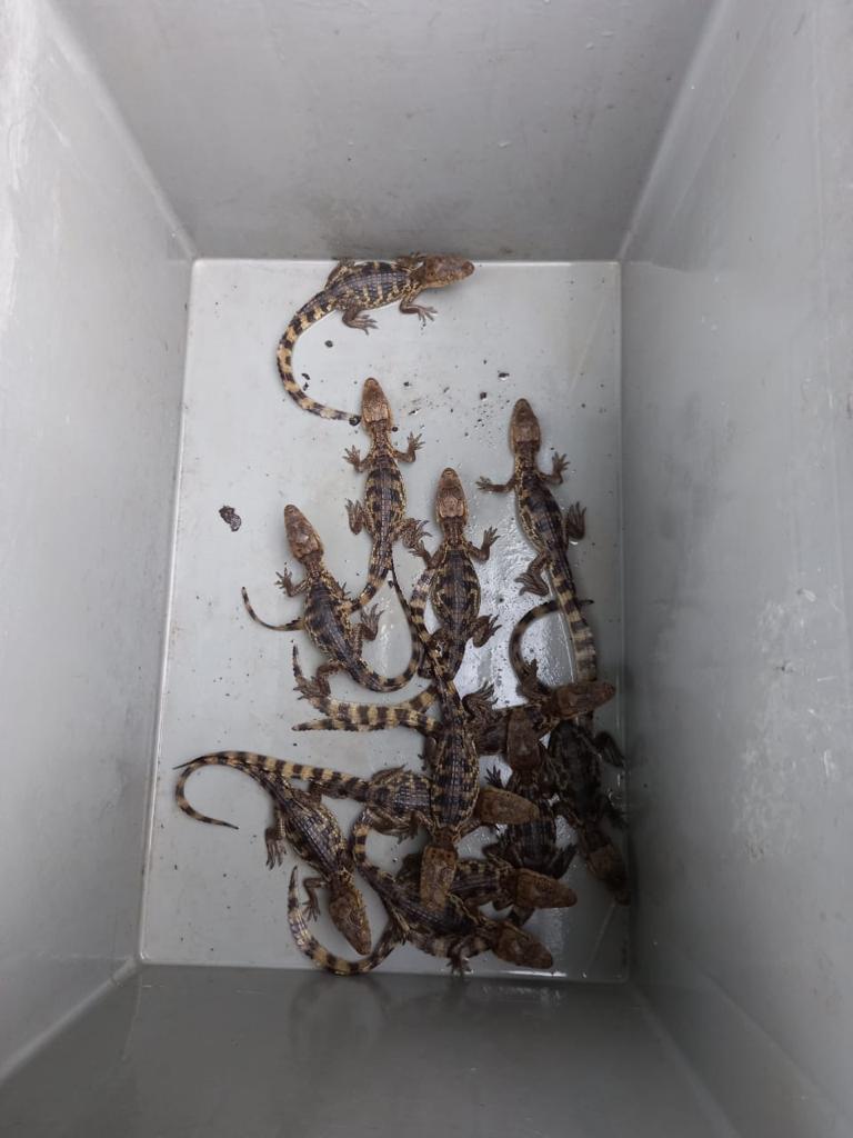 Cae red que traficaba tigrillos y babillas. Foto: Cortesía Fiscalía General de la Nación.