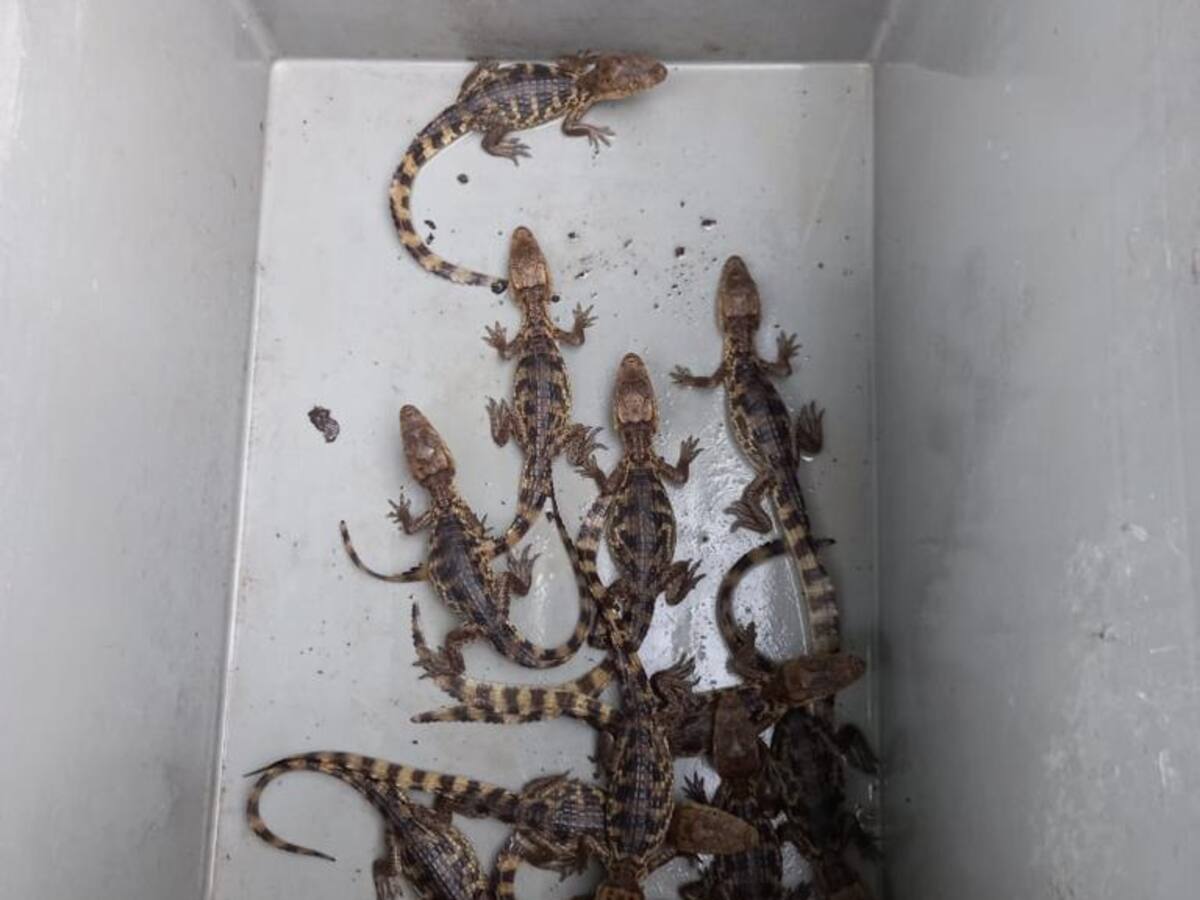 Cae red que traficaba tigrillos y babillas