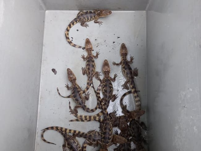 Cae red que traficaba tigrillos y babillas. Foto: Cortesía Fiscalía General de la Nación.