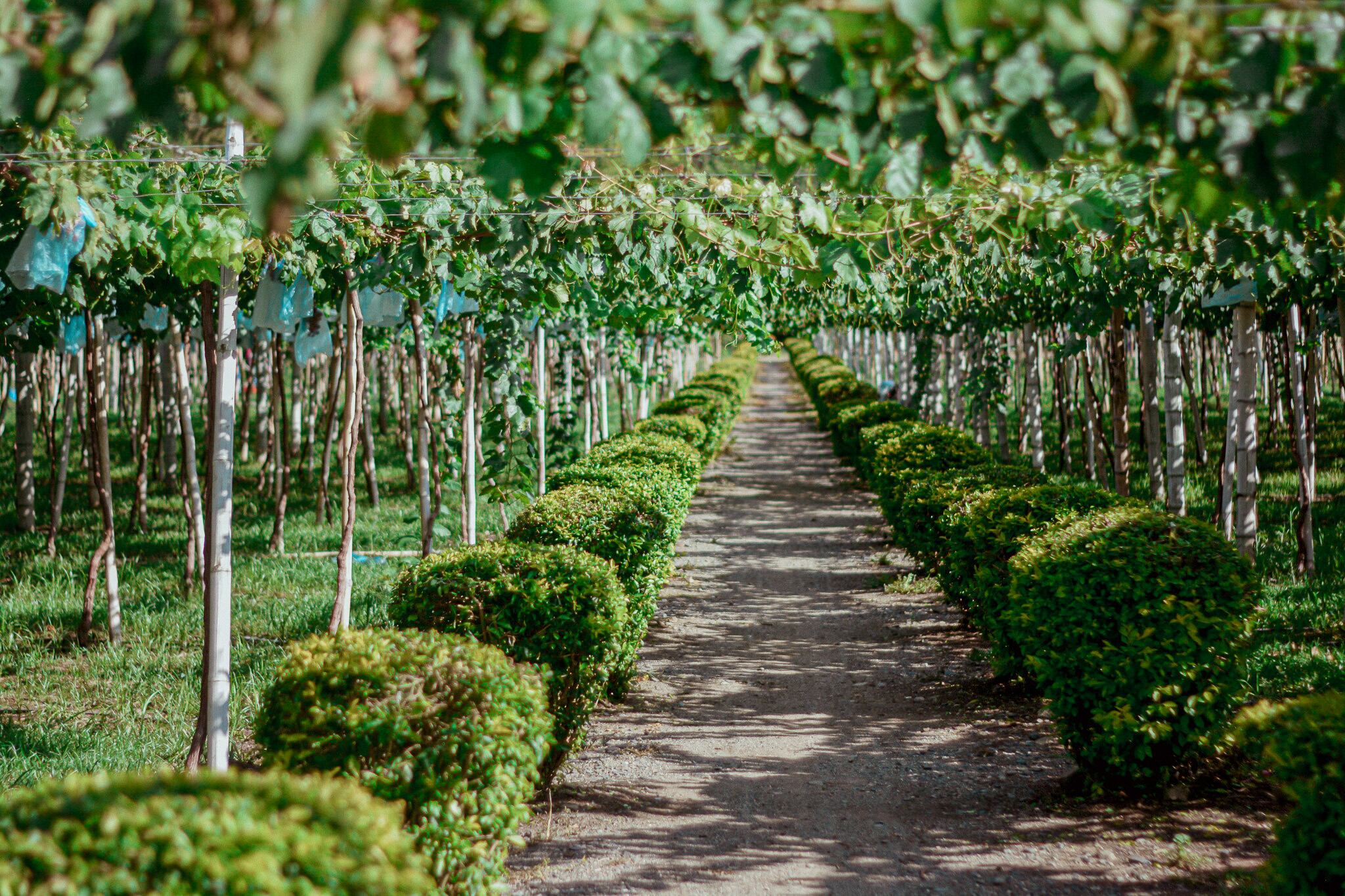 Terrenos de Casa Grajales. Foto: cortesía SAE