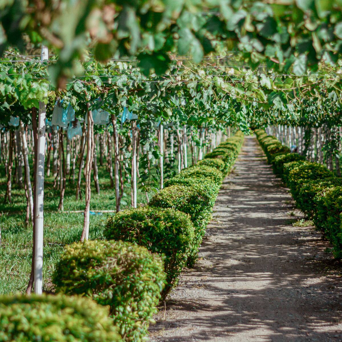 SAE nombra nueva junta de empresa incautada y ya no está ficha de MinEducación: “no queremos ruidos”