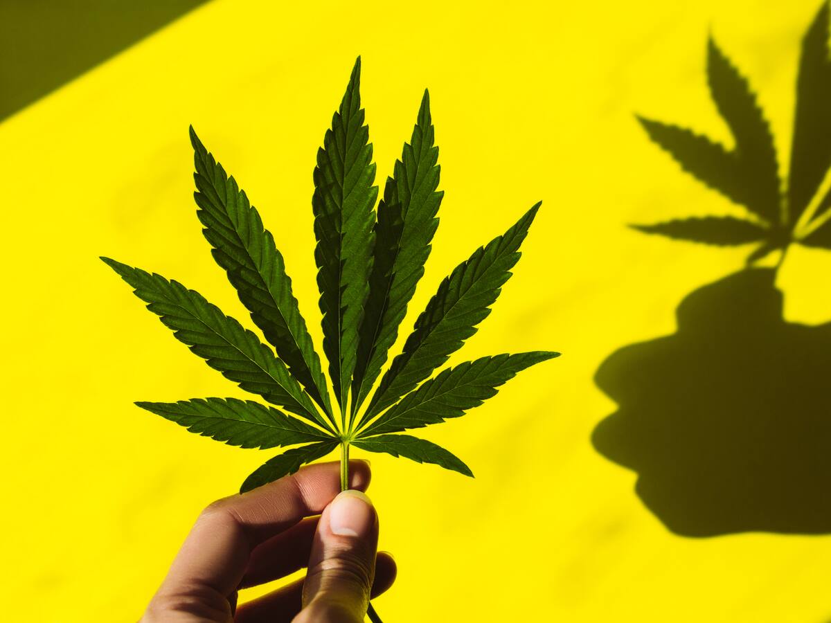 ¿Qué opina sobre la marihuana? #LaMarihuana