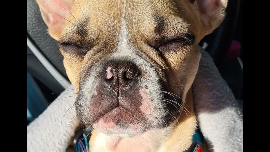 La Personería de Bogotá se pronunció sobre el caso de presunto maltrato animal contra un bulldog francés llamado Chat. Foto: Cortesía