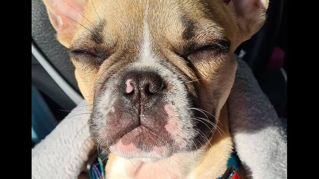 La Personería de Bogotá se pronunció sobre el caso de presunto maltrato animal contra un bulldog francés llamado Chat. Foto: Cortesía