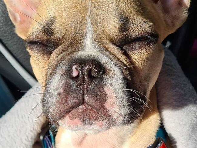 La Personería de Bogotá se pronunció sobre el caso de presunto maltrato animal contra un bulldog francés llamado Chat. Foto: Cortesía