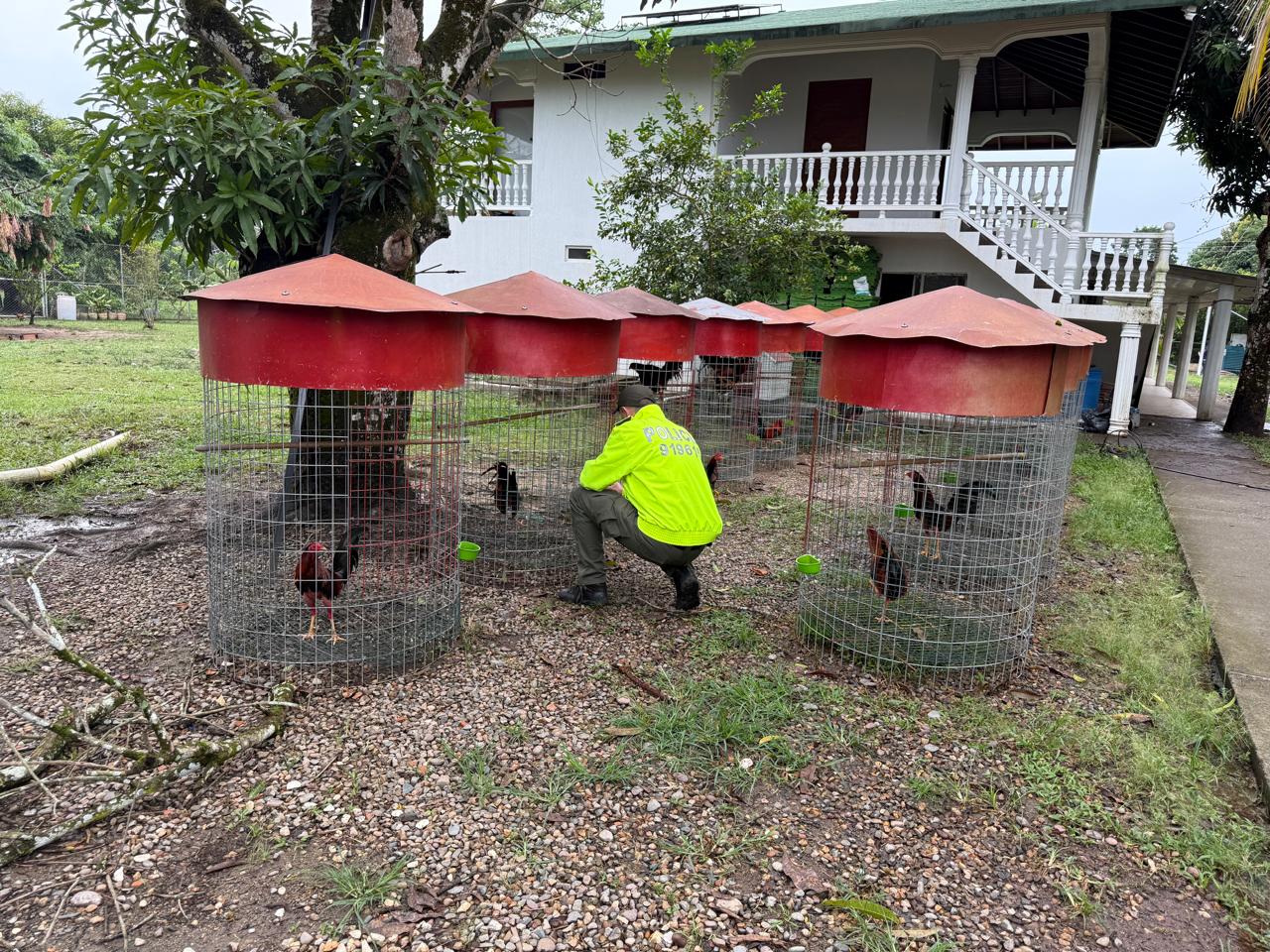 Gallos de pelea del Tren de Aragua. Foto: Policía Nacional