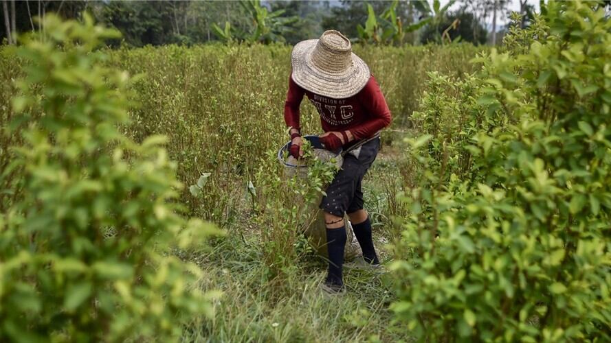 "El programa de sustitución (voluntaria de narcocultivos), tras que me dejó la ruina, me deja con una inseguridad total". Foto: Agencia AFP