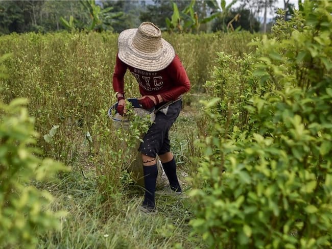 "El programa de sustitución (voluntaria de narcocultivos), tras que me dejó la ruina, me deja con una inseguridad total". Foto: Agencia AFP
