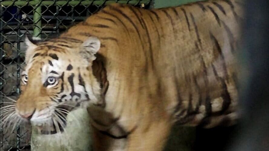 El tigre 'Apolo' que fue de propiedad de Pablo Escobar, lo trasladaron a Melgar. Foto: Colprensa