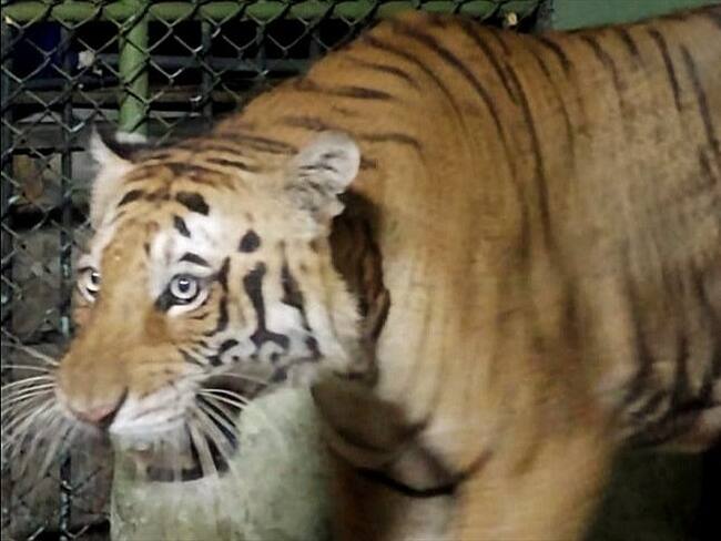 El tigre 'Apolo' que fue de propiedad de Pablo Escobar, lo trasladaron a Melgar. Foto: Colprensa