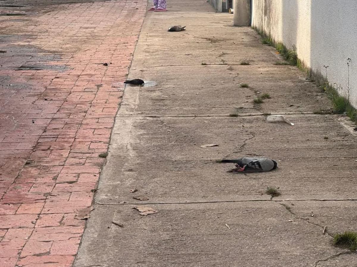 Cuatro perros y 20 palomas fueron envenenados en el municipio de Chiquinquirá