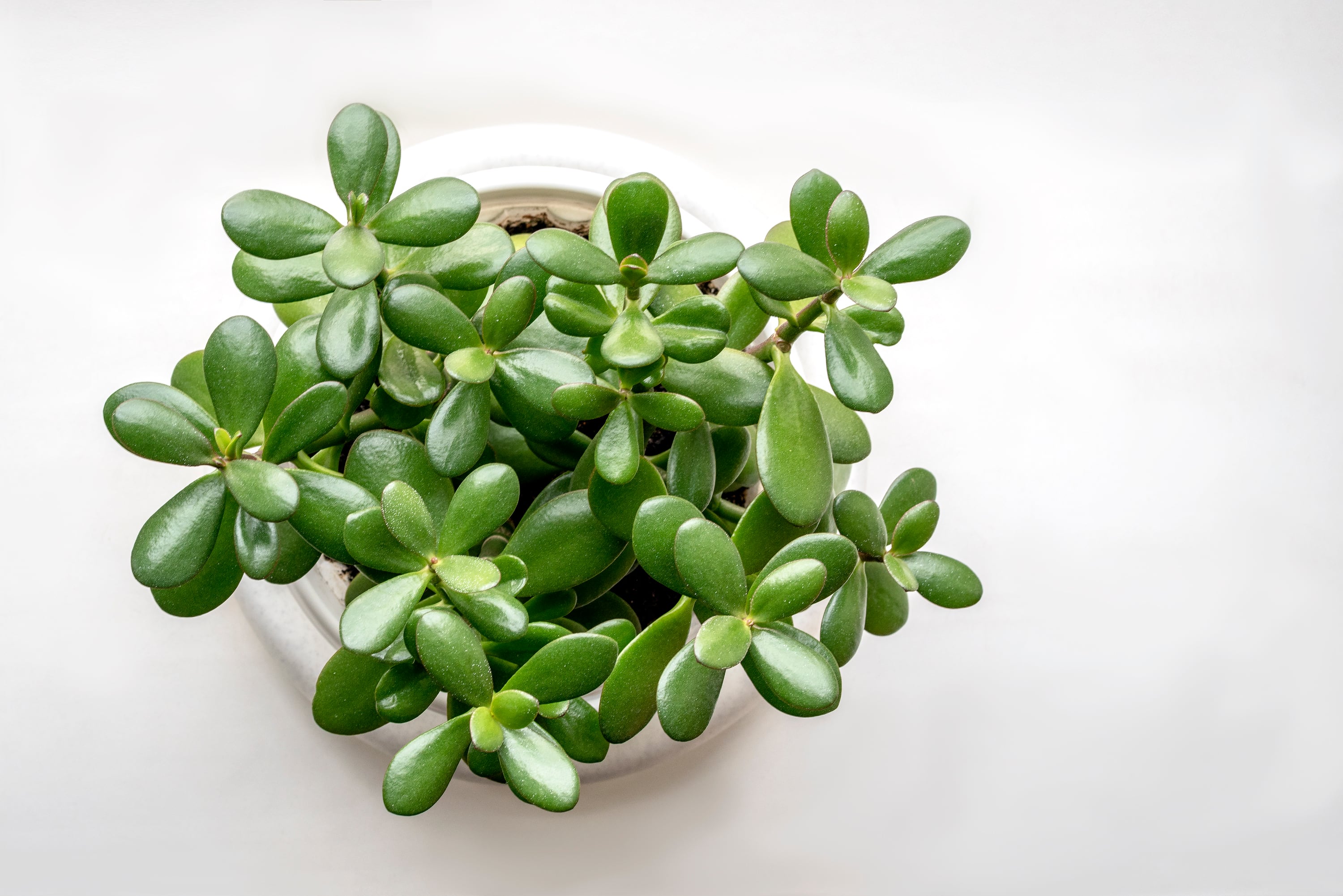 Pequeña planta Jade para la casa (Getty Images)