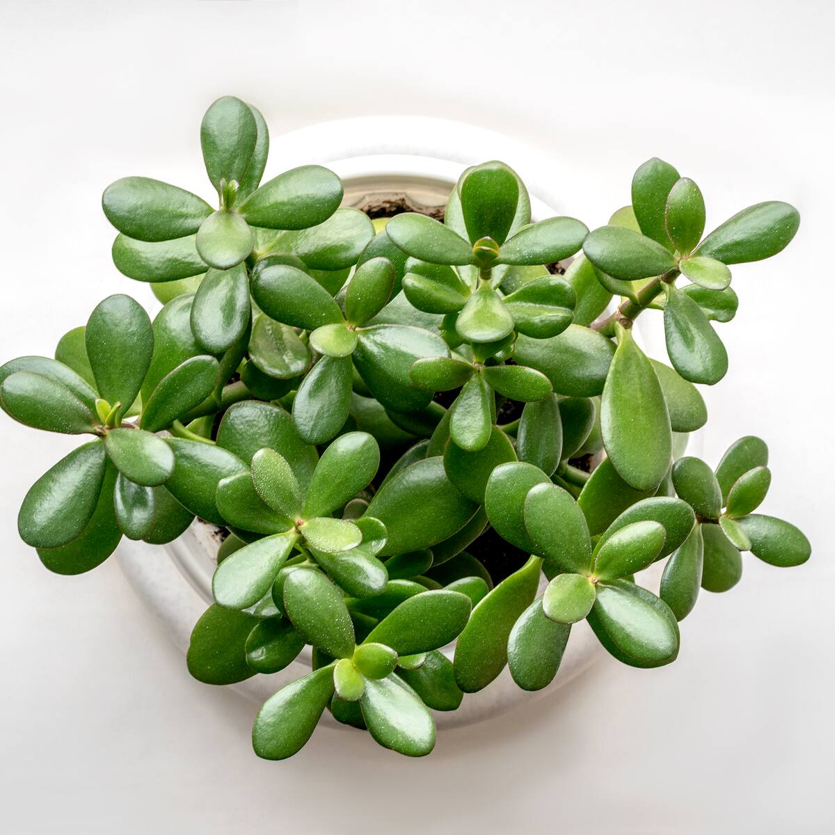¿Qué significa tener una planta de jade en la casa y qué atrae?