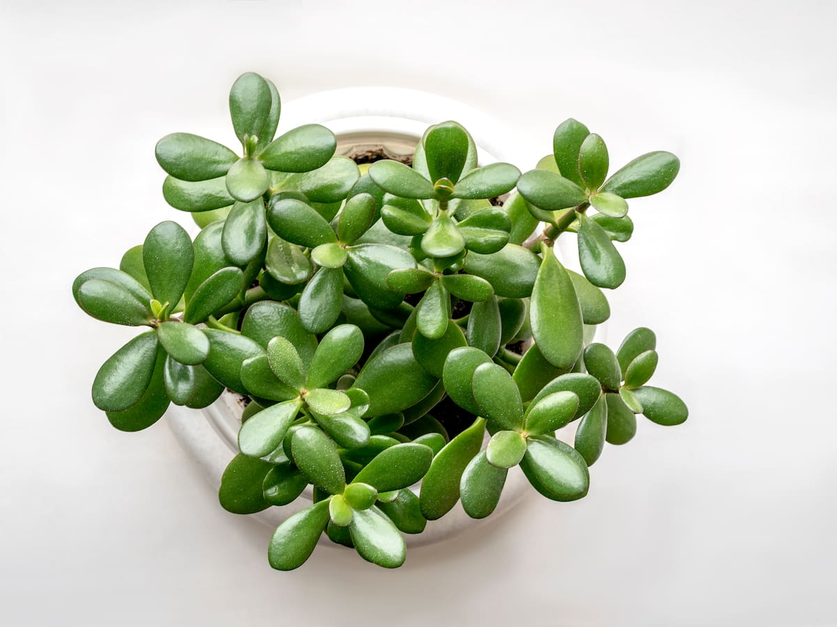 ¿Qué significa tener una planta de jade en la casa y qué atrae?