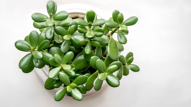 ¿Qué significa tener una planta de jade en la casa y qué atrae?