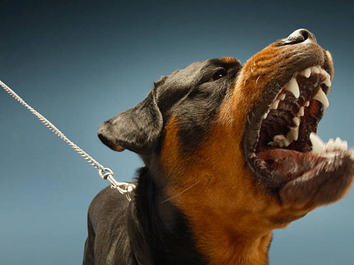 El Magdalena se encuentra en alerta tras la confirmación de dos casos de rabia