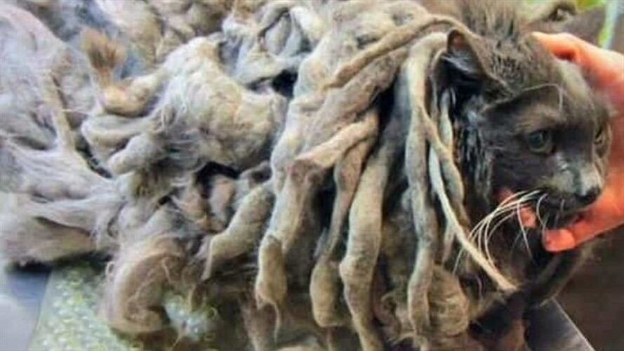 El minino fue nombrado Marley en semejanza a las rastas del cantante Bob Marley. Foto: Facebook Condado Douglas