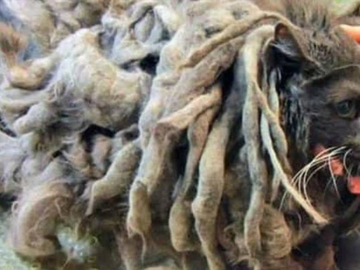 Marley, el gato que vivió durante meses atrapado bajo su pelo