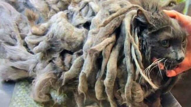 El minino fue nombrado Marley en semejanza a las rastas del cantante Bob Marley. Foto: Facebook Condado Douglas