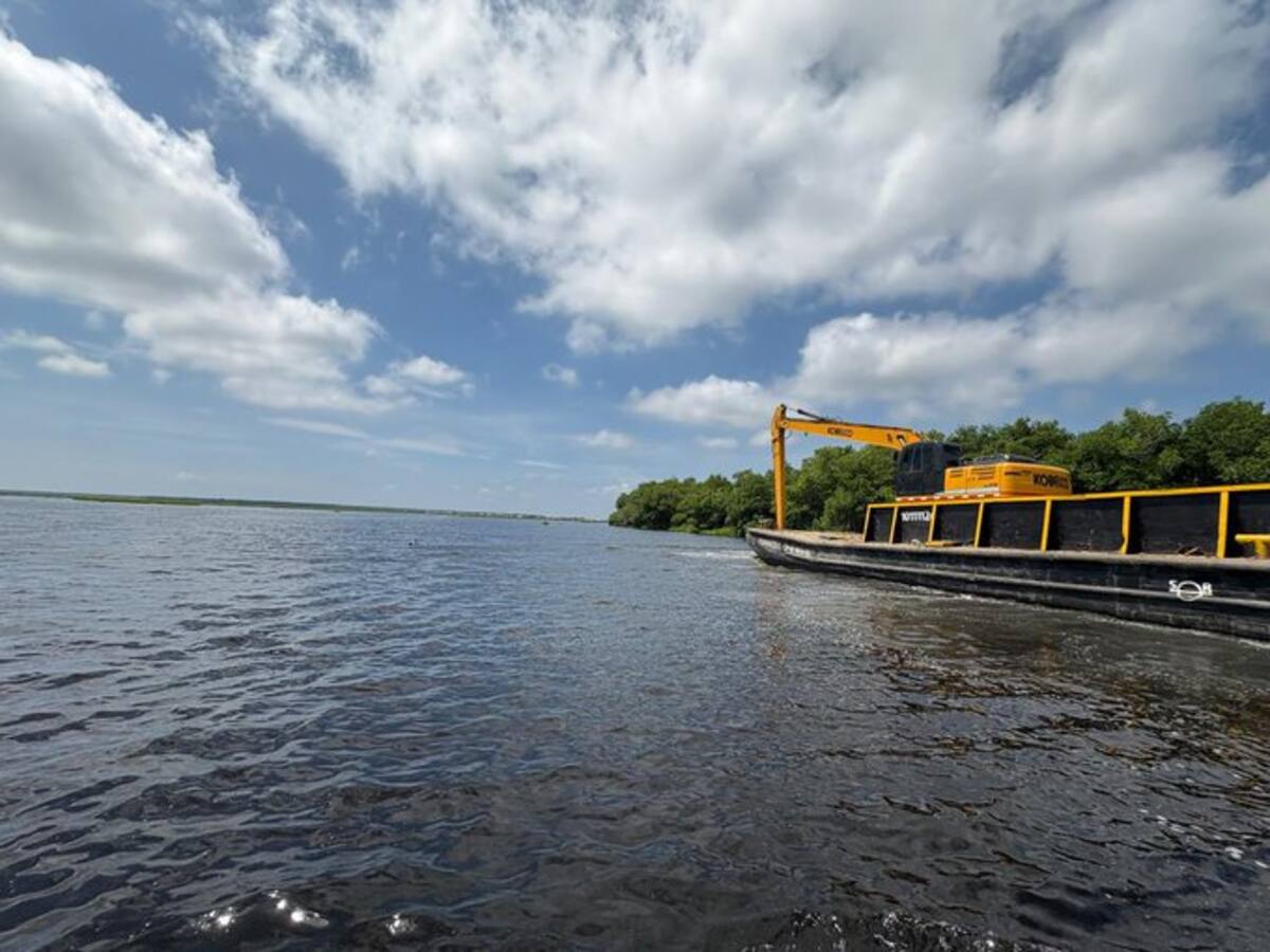 Inicia plan piloto en la Ciénaga Grande para contrarrestar la presencia de planta invasora