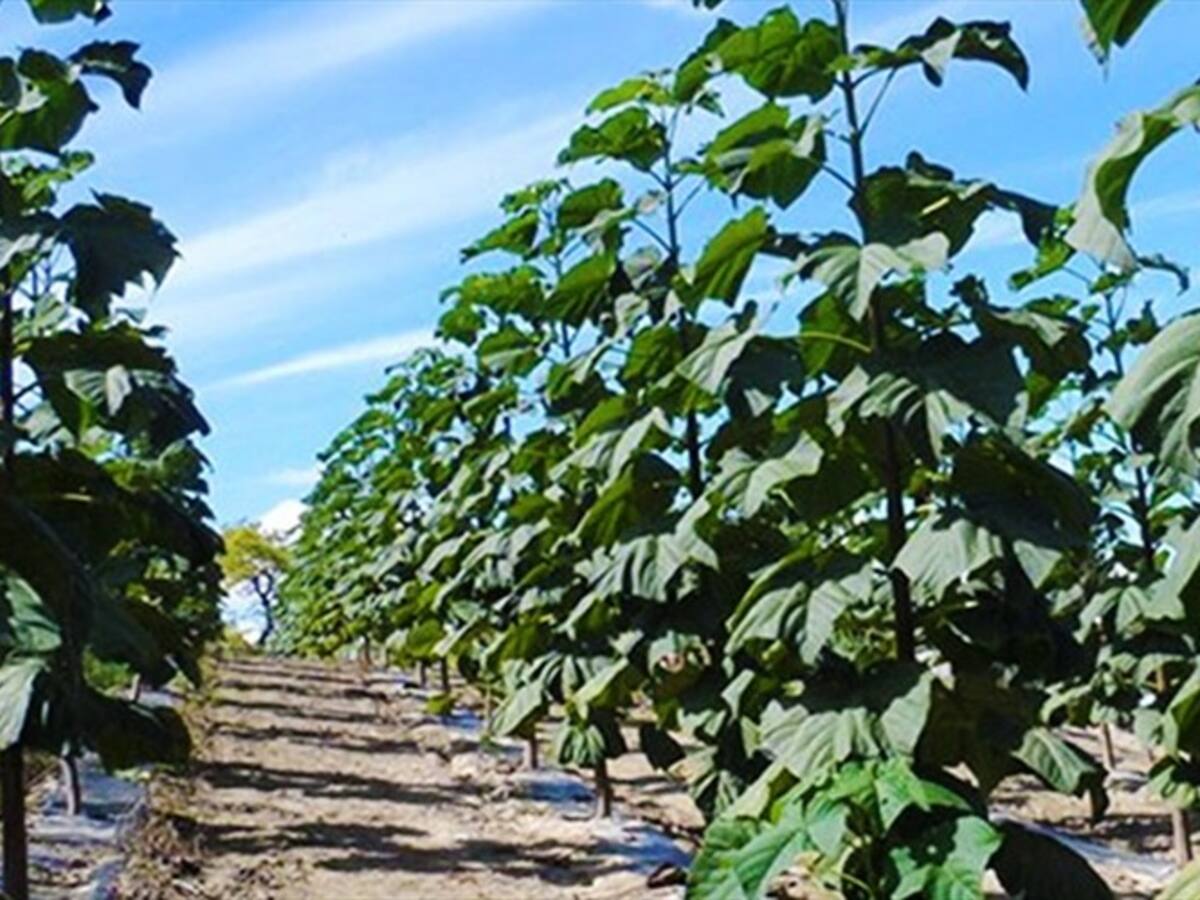 Tribunal de Boyacá ordena suspender ingreso al país de planta originaria de China
