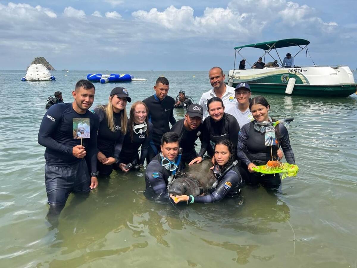Primer año de ‘Tasajerito’, el bebé manatí rescatado en Tasajera, Magdalena