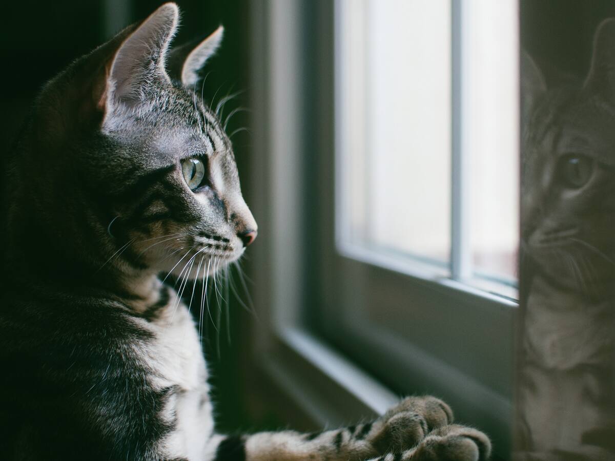 Dos años de cárcel a hombre que lanzó un gato de un edificio en Costa Rica