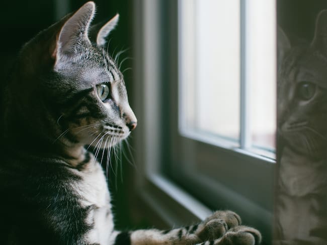 Imagen de referencia de gato. Foto: Getty Images