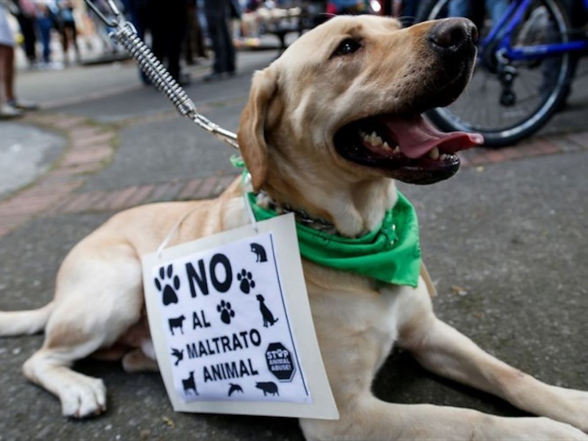 Cinco casos de maltrato animal en los que la Fiscalía ha imputado cargos