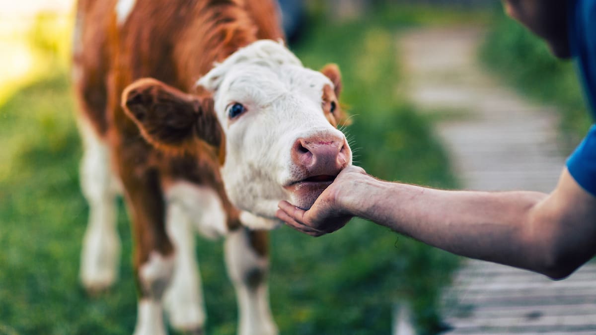 Animales y ecosistemas han estado fuera de la discusión del conflicto: senadora Esmeralda Hernández