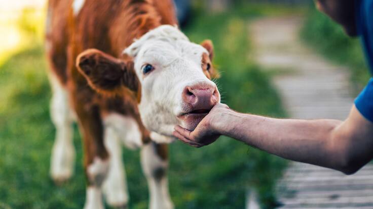 Animales y ecosistemas han estado fuera de la discusión del conflicto: senadora Esmeralda Hernández