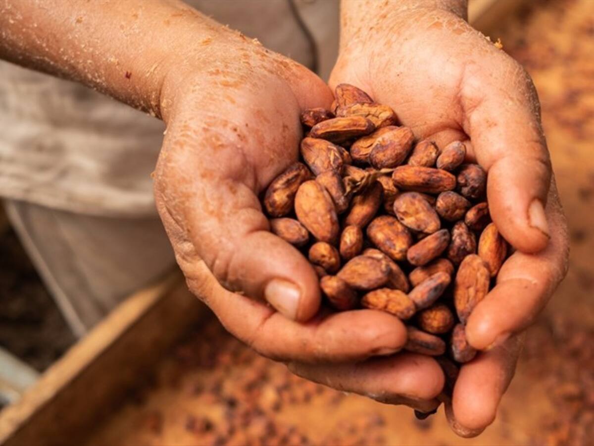 Fedecacao se suma a la preocupación por posible incremento del IVA en chocolate y café