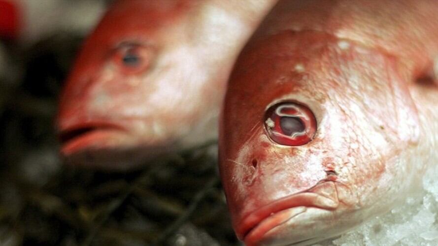 ¿Por qué comer pescado es menos saludable con el aumento de temperaturas en el planeta?. Foto: Getty Images