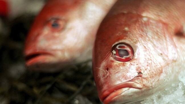 ¿Por qué comer pescado es menos saludable con el aumento de temperaturas en el planeta?. Foto: Getty Images