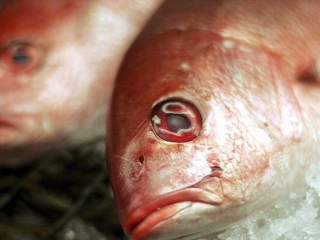 ¿Por qué comer pescado es menos saludable con el aumento de temperaturas en el planeta?. Foto: Getty Images