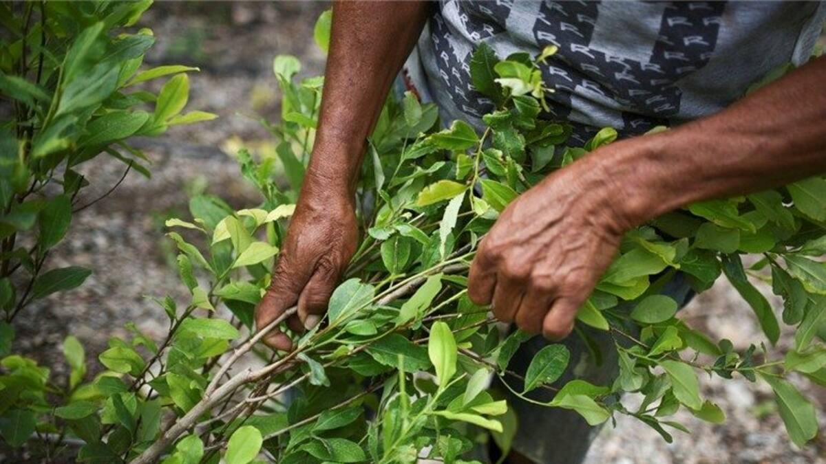 Gobierno busca regular cultivos de coca con fines médicos, científicos e industriales