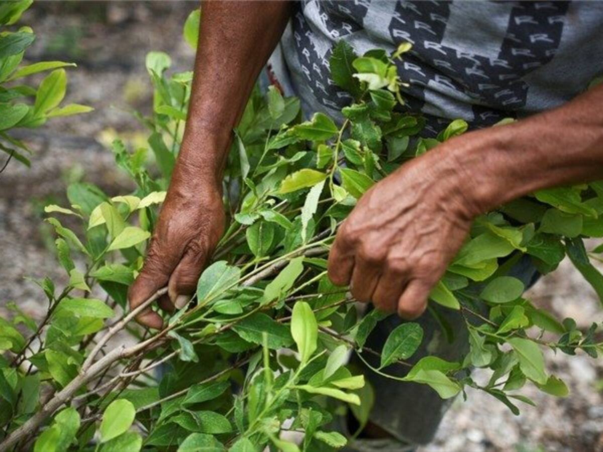Cultivos de coca rompieron récord en 2022: Colombia sembró 230.000 hectáreas