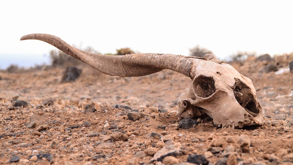 “El 48% de las especies están declinando”: investigador por efecto del cambio climático