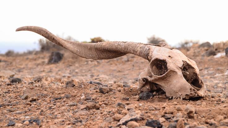 “El 48% de las especies están declinando”: investigador por efecto del cambio climático