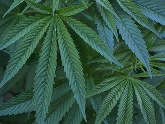 Caen los “reyes de la marihuana”, tras dos años de seguimiento de las autoridades. Foto: Getty Images
