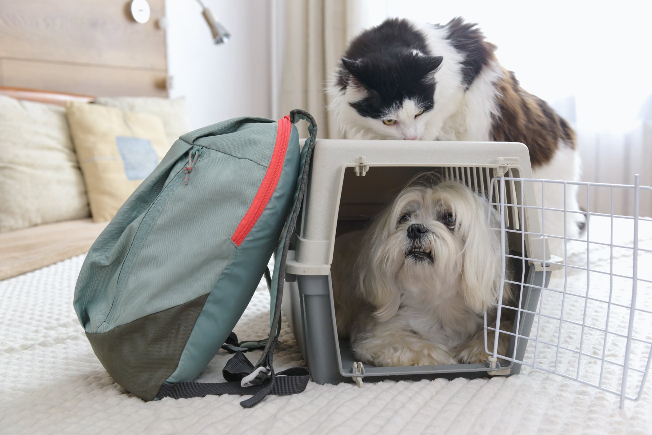Mascotas de viaje. I Foto: Getty Images.