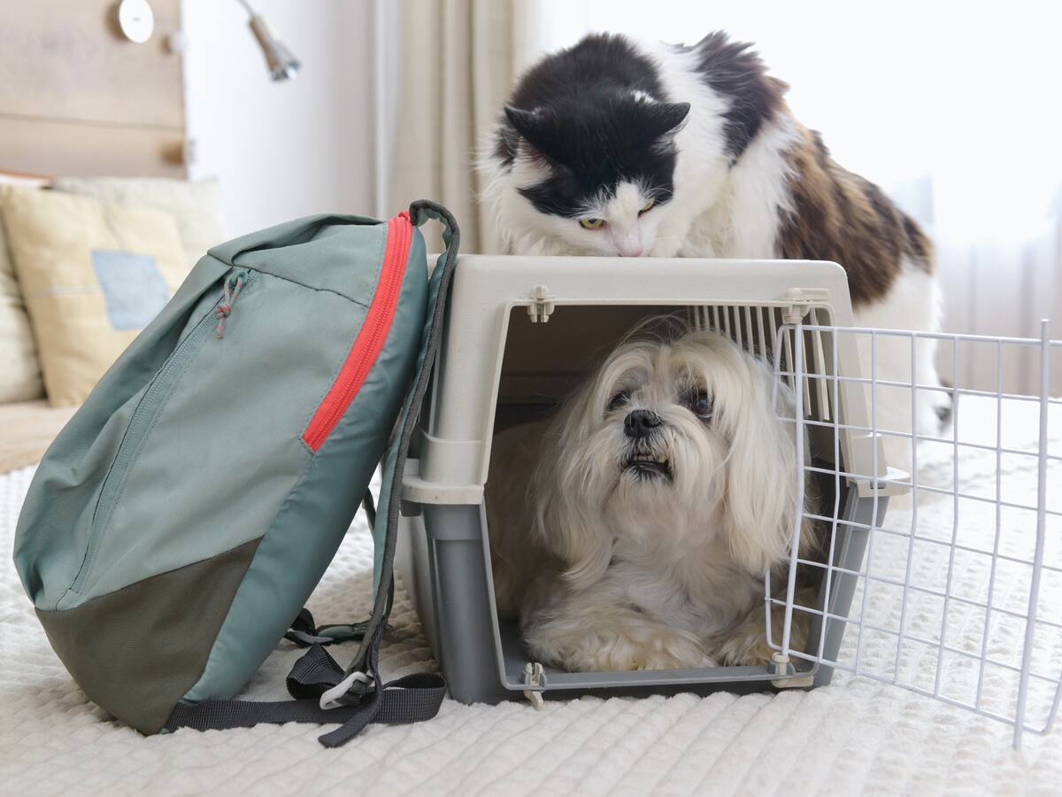 ¿Su mascota se marea durante los viajes? estos son las pasos que debe seguir