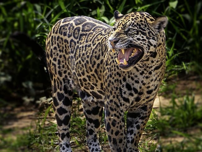 Mujer resultó brutalmente atacada por intentar tomarse una selfie con un jaguar. Foto: Getty Images